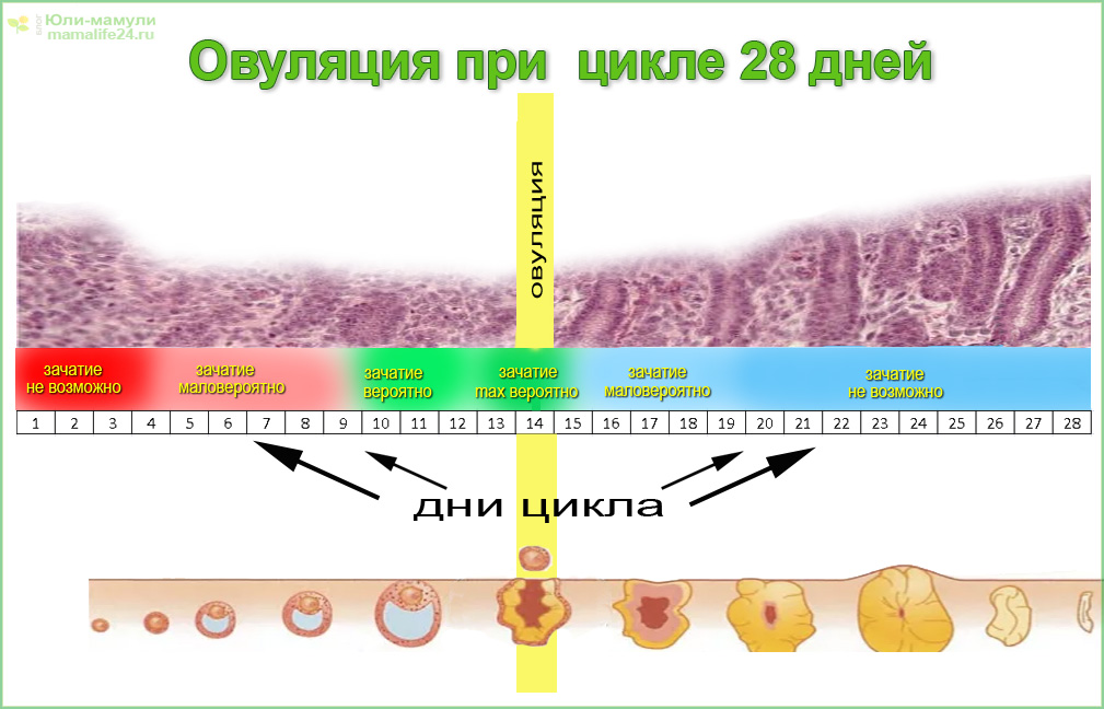менструальный цикл созревание яйцеклетки овуляция схема